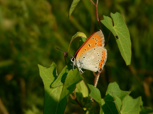 Lycaena dispar rutilus - nagy tűzlepke