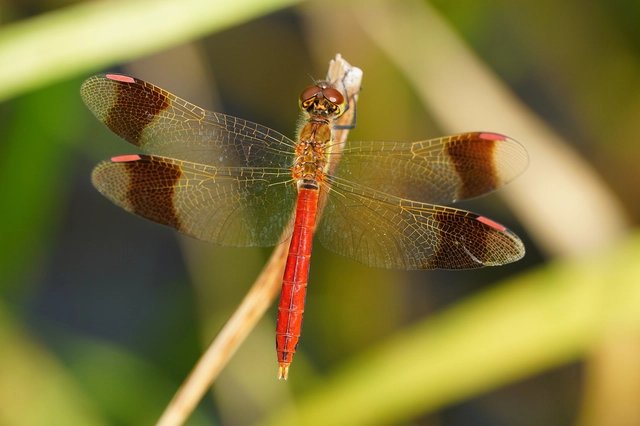 Sympetrum pedemontanum - szalagos katona-szitakötő