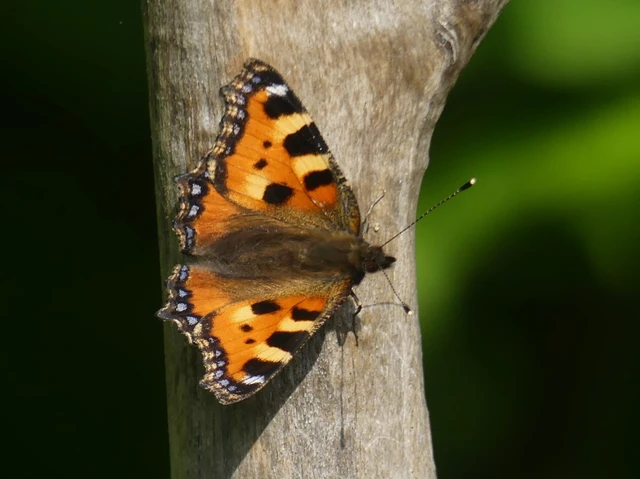 Nymphalis urticae - kis rókalepke Nymphalis urticae - kis rókalepke
