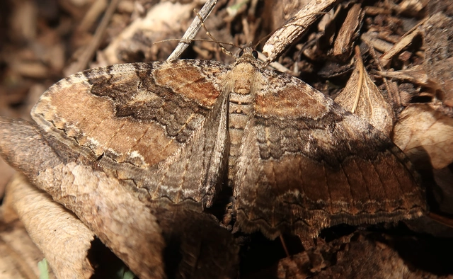 Hydria cervinalis - őzbarna araszoló