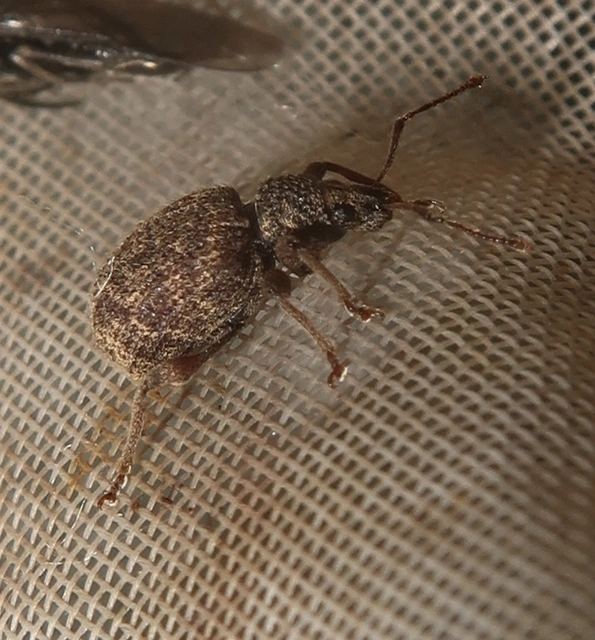 Otiorhynchus crataegi - galagonya-gyalogormányos
