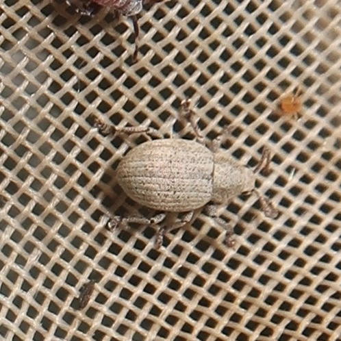 Centricnemus leucogrammus - kis kendermagbogár Centricnemus leucogrammus - kis kendermagbogár