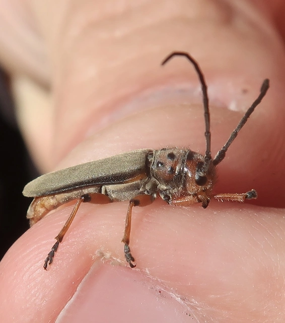Phytoecia argus - árgusszemű cincér
