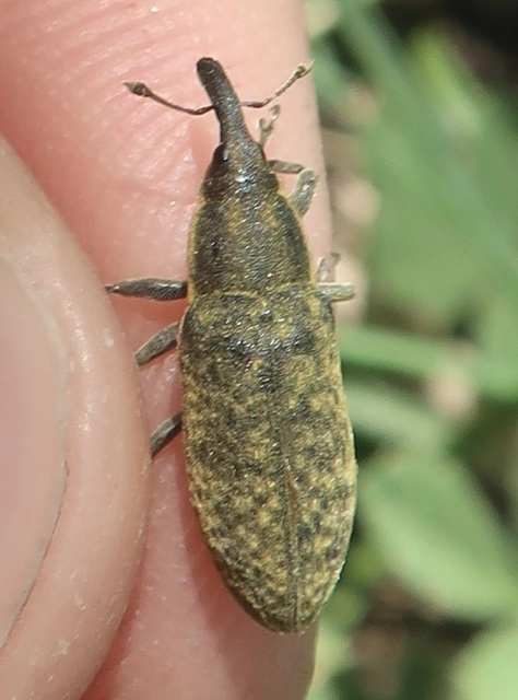 Lixus cardui/filiformis