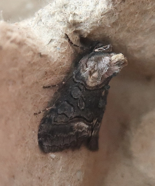 Abrostola asclepiadis - barnaövű csalánbagoly