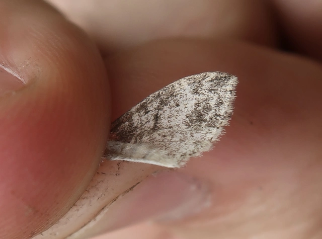 Lobophora halterata - szárnyfüggelékes araszoló