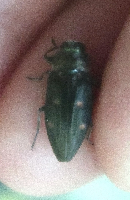 Chrysobothris affinis - aranypettyes díszbogár
