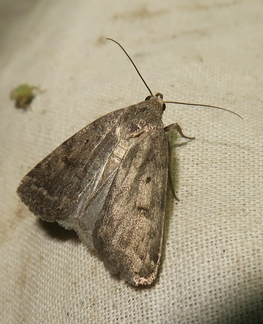 Athetis