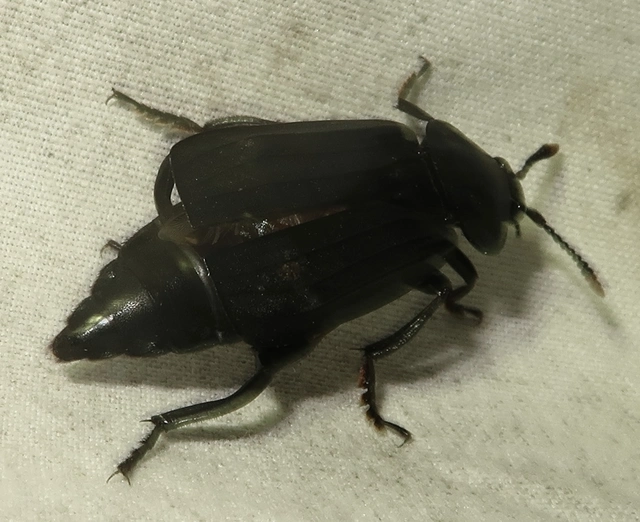 Necrodes littoralis - nagy dögbogár