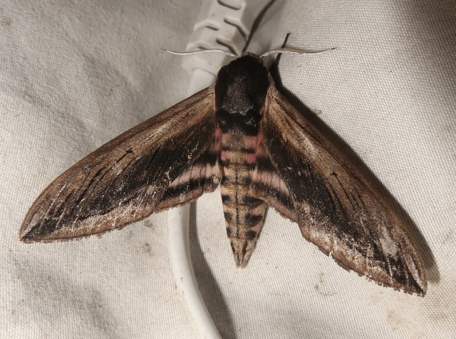 Sphinx ligustri - fagyalszender
