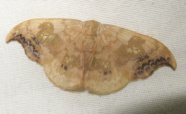 Sabra harpagula - hársfa-sarlósszövő