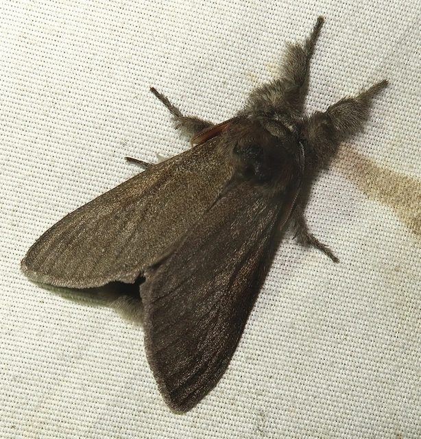 Calliteara pudibunda - hamvasszövő