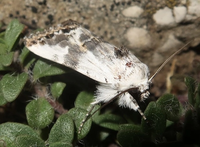 Calophasia opalina - barnafoltú fehérbagoly