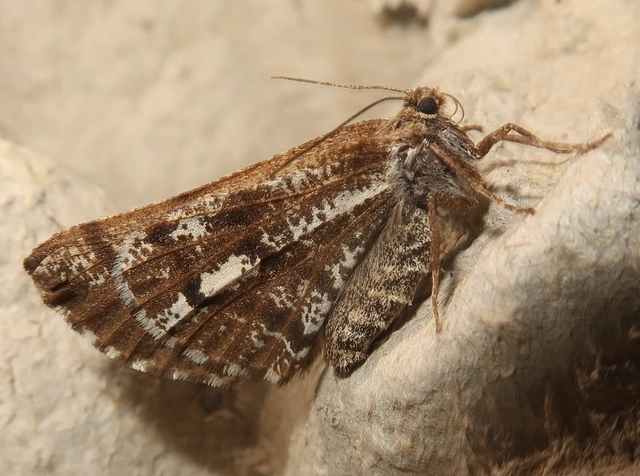 Bupalus piniaria - fenyőaraszoló