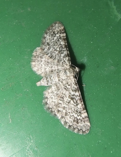 Eupithecia graphata - hangyabogáncs-törpearaszoló