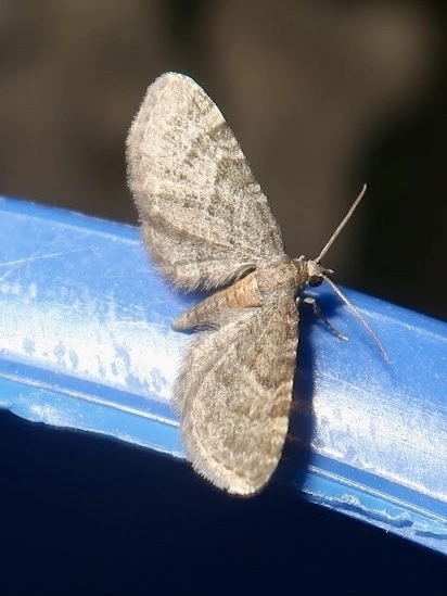 Eupithecia haworthiata - rozsdástestű törpearaszoló