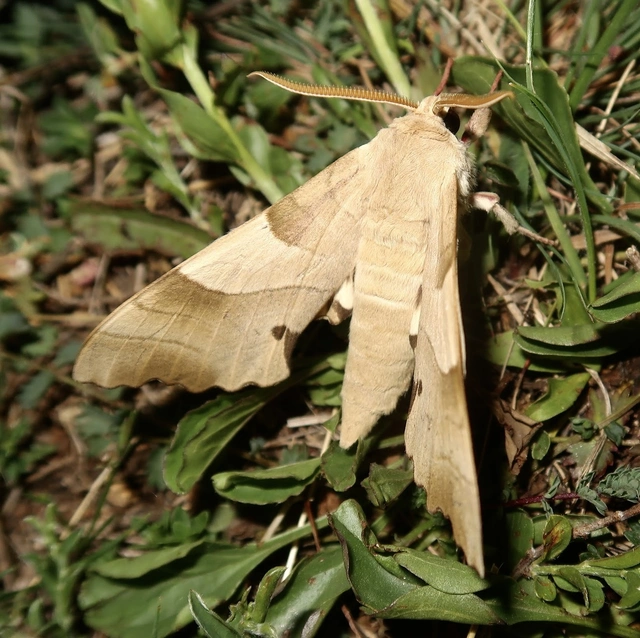 Marumba quercus - tölgyfaszender