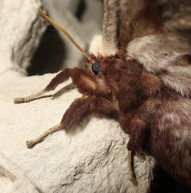 Saturnia pyri - nagy pávaszem