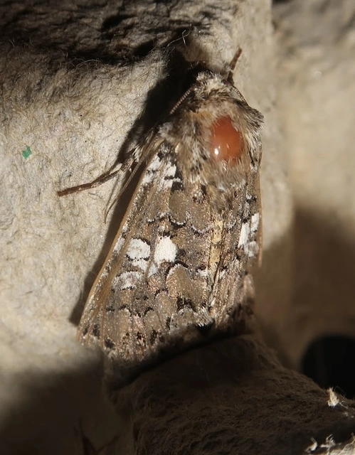 Hadena albimacula - fehérpettyes szegfűbagoly