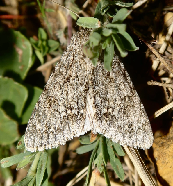 Acronicta aceris - vadgesztenye-szigonyosbagoly
