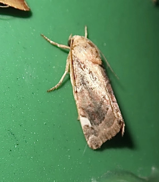 Cosmia diffinis - szilfa-lombbagoly