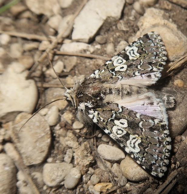 Lamprosticta culta - hármasfoltú bagoly