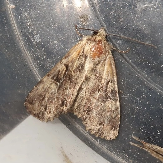 Apamea epomidion - vörösbarna dudvabagoly