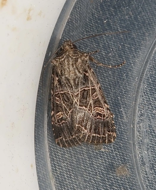 Heliophobus reticulata - fehéreres kertibagoly