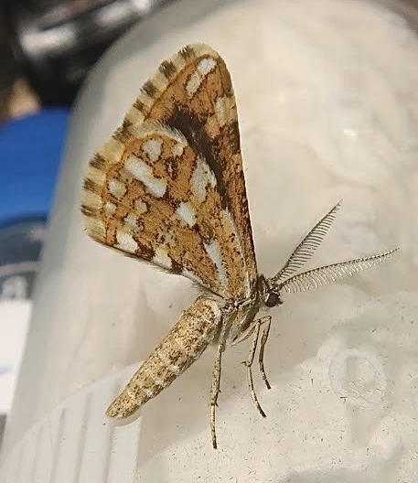 Narraga fasciolaria/tessularia