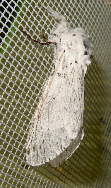 Cerura erminea - hermelin-púposszövő