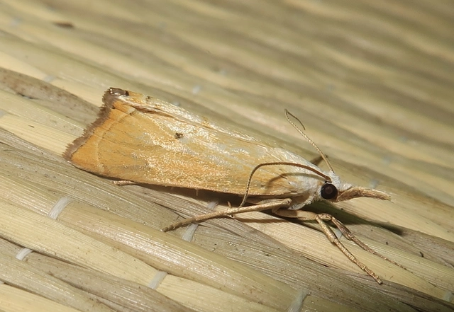 Xanthocrambus saxonellus - sárga fűgyökérmoly