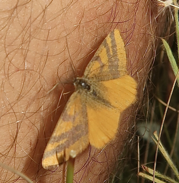 Lythria cruentaria - bíborcsíkos araszoló