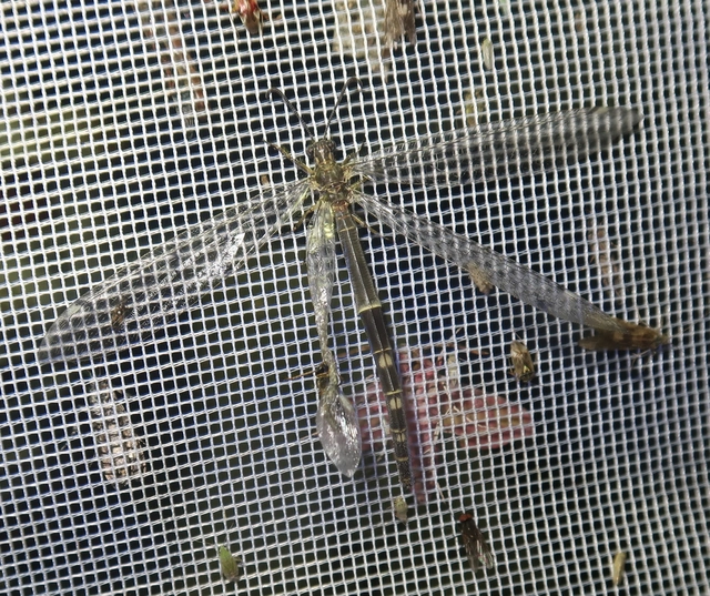 Distoleon tetragrammicus - négyfoltos hangyaleső