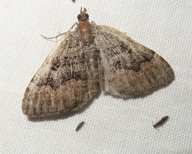 Xanthorhoe quadrifasiata - négysávos tarkaaraszoló