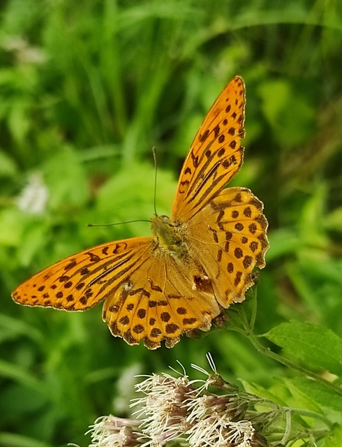 Argynnis paphia - nagy gyöngyházlepke