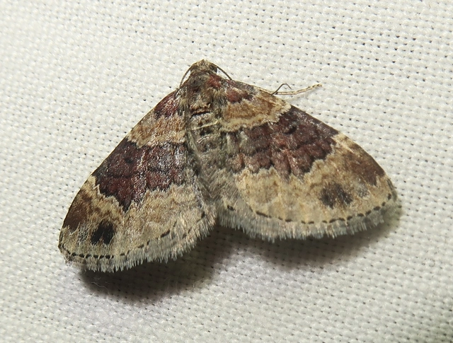 Xanthorhoe spadicearia - sávos tarkaaraszoló