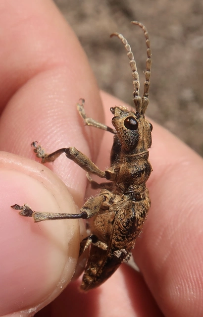 Rhagium sycophanta - tölgyes-tövisescincér