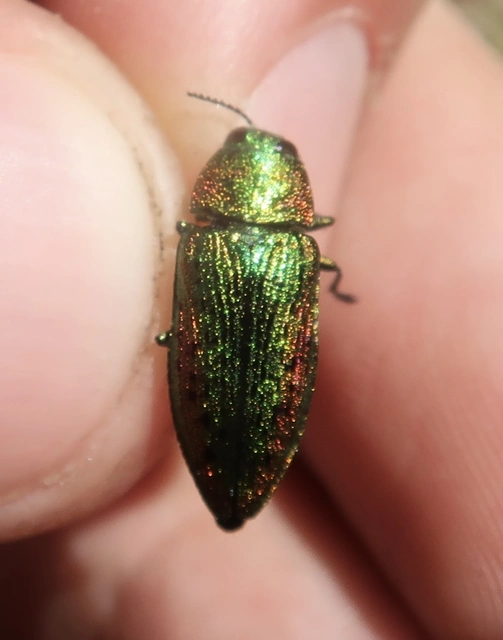 Lamprodila rutilans - hársfa-tarkadíszbogár Lamprodila rutilans - hársfa-tarkadíszbogár