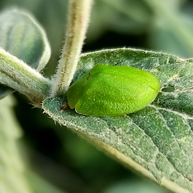 Cassida viridis - zöld pajzsbogár Cassida viridis - zöld pajzsbogár