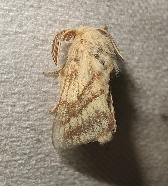 Malacosoma castrensis - kutyatejszövő