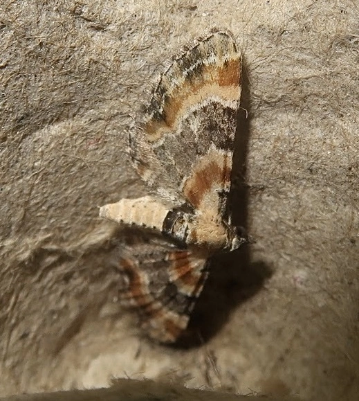 Eupithecia linariata - vonalas törpearaszoló