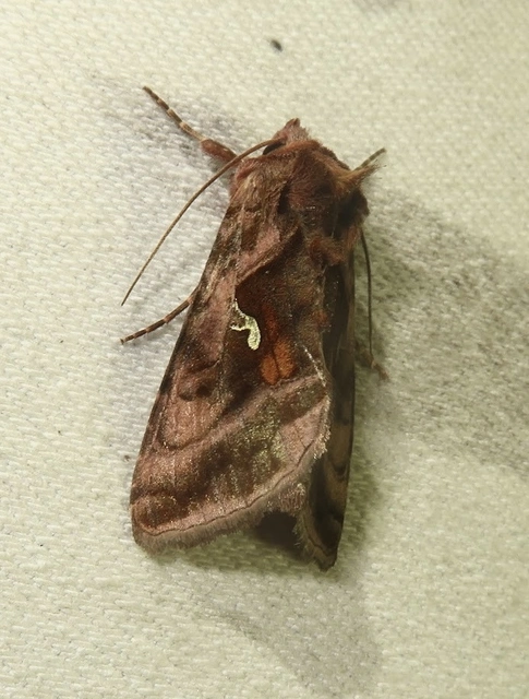 Autographa jota - i-betűs aranybagoly