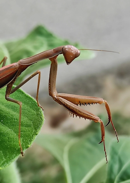 Mantis religiosa - imádkozósáska