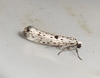 Yponomeuta plumbella - pókhálós bengemoly