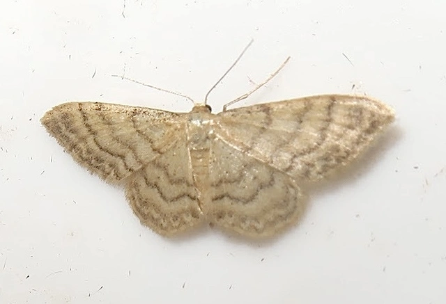 Idaea dilutaria - napvirág-apróaraszoló