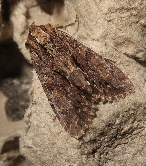 Apamea monoglypha - nagy dudvabagoly