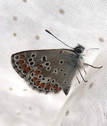 Aricia artaxerxes issekutzi - bükki szerecsenboglárka