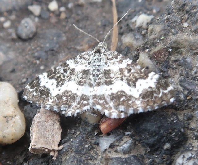Epirrhoe tristata - gyászos tarkaaraszoló