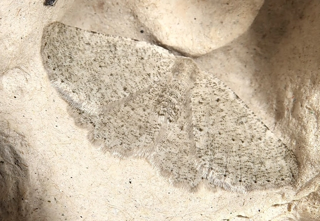 Charissa pullata - mészkőszikla-araszoló
