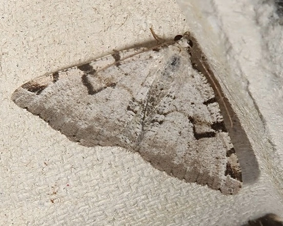 Macaria wauaria - ribiszkearaszoló